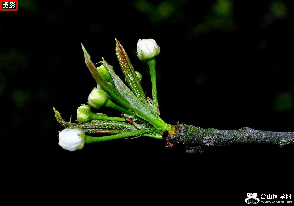 DSC_4483a.jpg