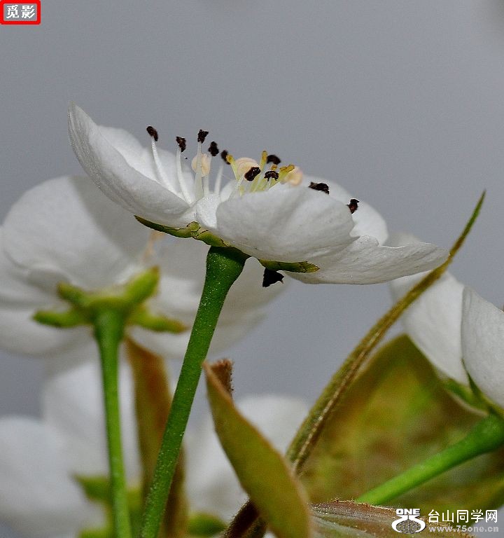 DSC_4478a.jpg