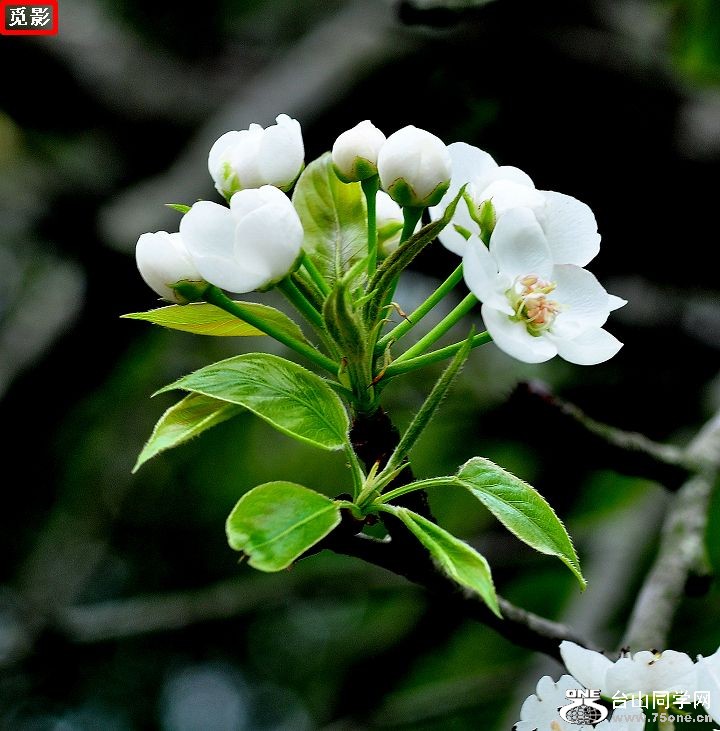 DSC_4445a.jpg