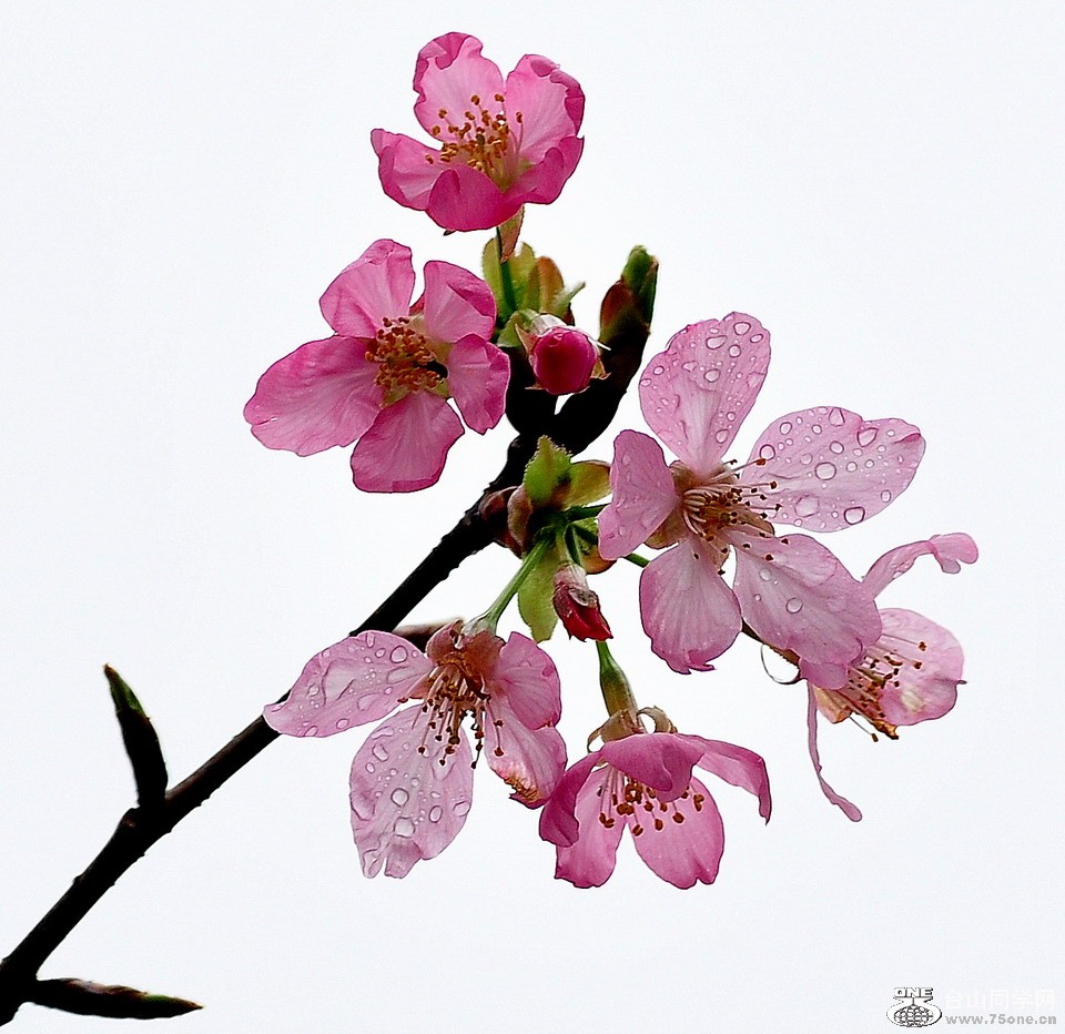 DSC_4895aaa.jpg