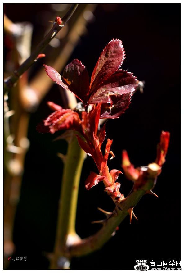 �}�u -���»�2 115c.jpg