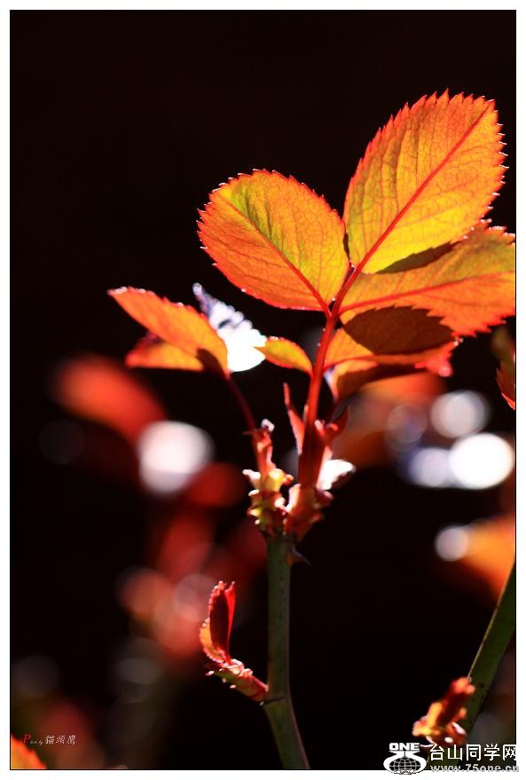 �}�u -���»�2 117-c.jpg