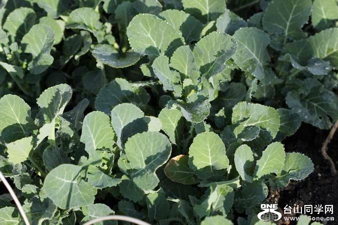 ������С IMG_2452.JPG