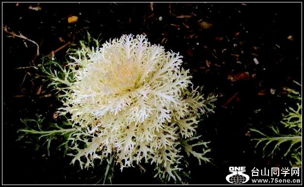 ������С IMG_2434.JPG