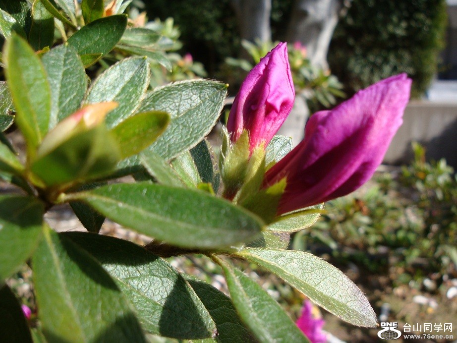 DSC08376.JPG