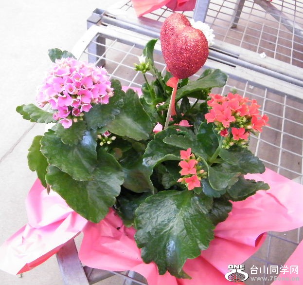 DSCF2347.JPG