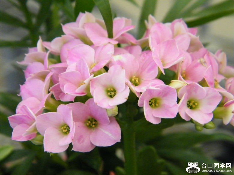 DSCF2367.JPG