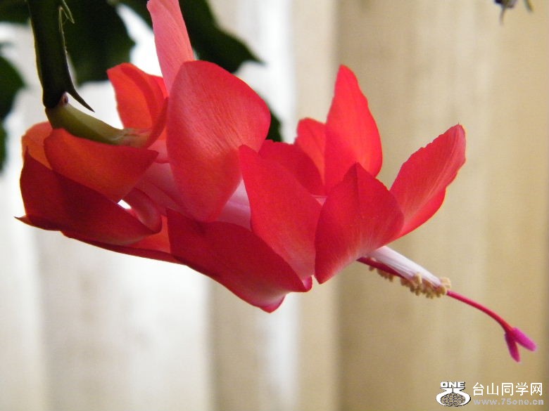 DSCF2379.JPG