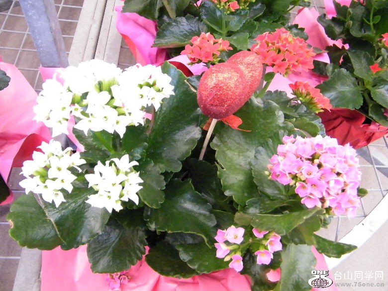 DSCF2346.JPG