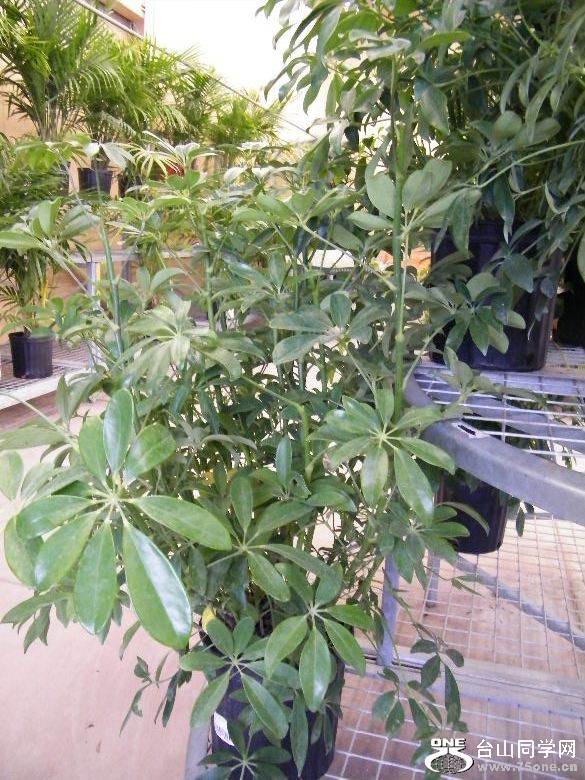 DSCF2353.JPG