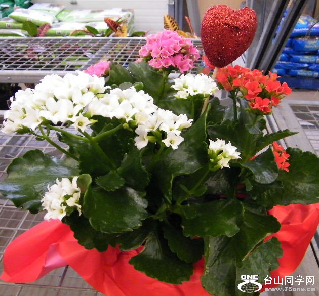 DSCF2370.JPG