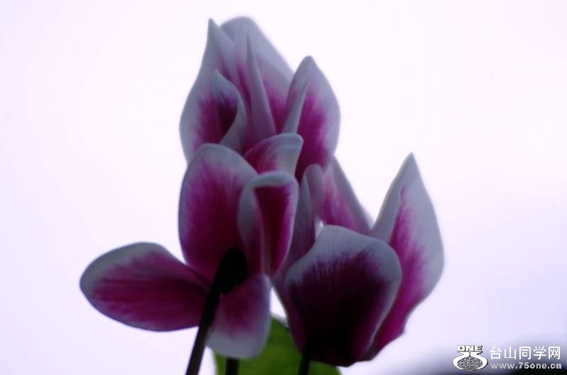 2010 10889411.jpg