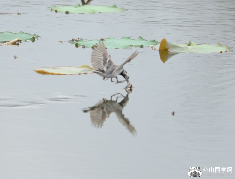 DSC_2127.JPG