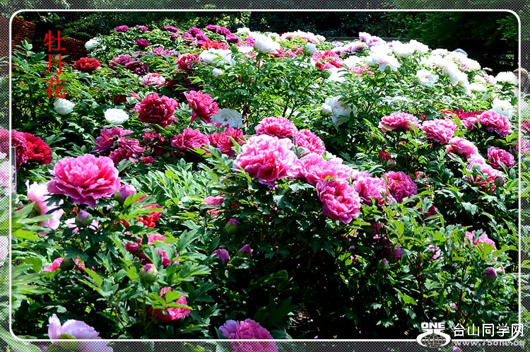 DSC_0195.JPG