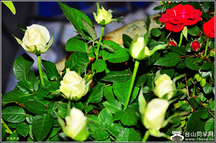 DSC_9944.jpg
