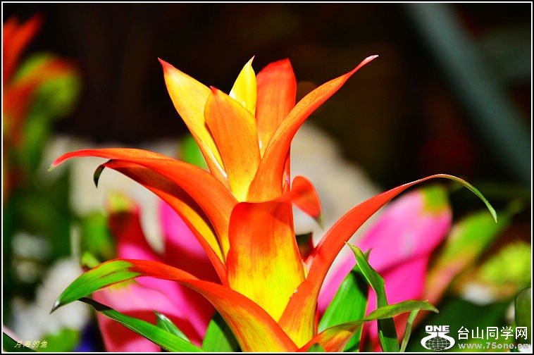 DSC_9910.jpg