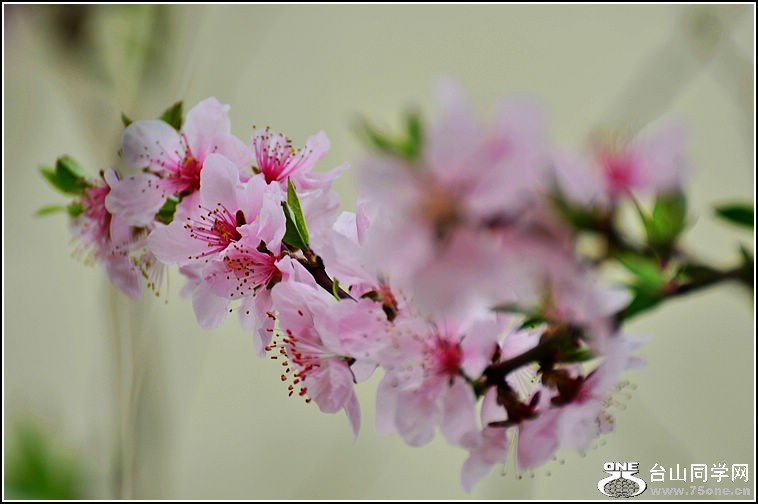 DSC_9101.jpg