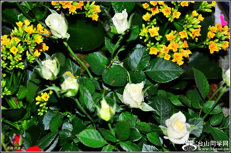 DSC_9941.jpg