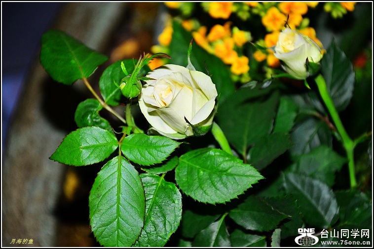DSC_9942.jpg
