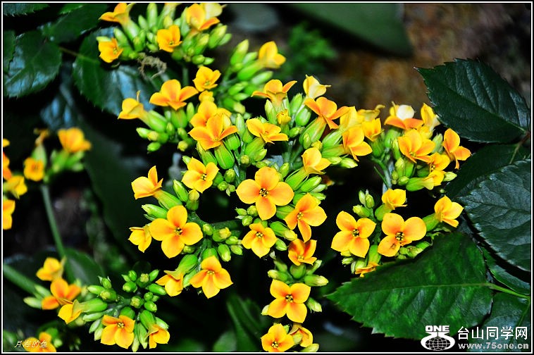 DSC_9943.jpg
