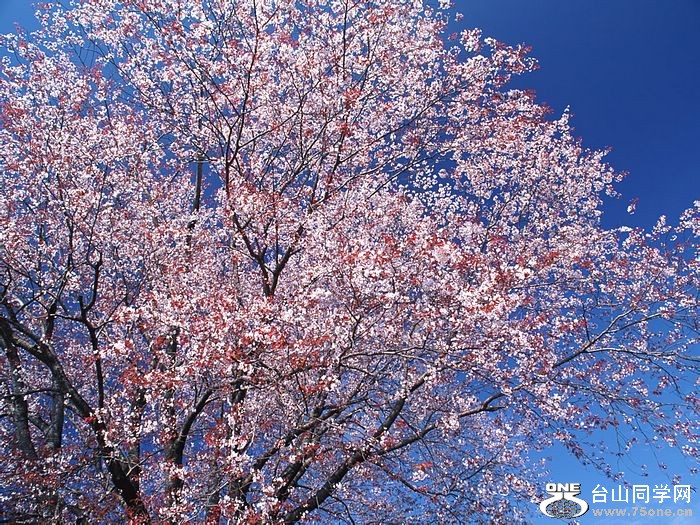 Japanese_Cherry_Blossom_wallpapers_GA046.jpg