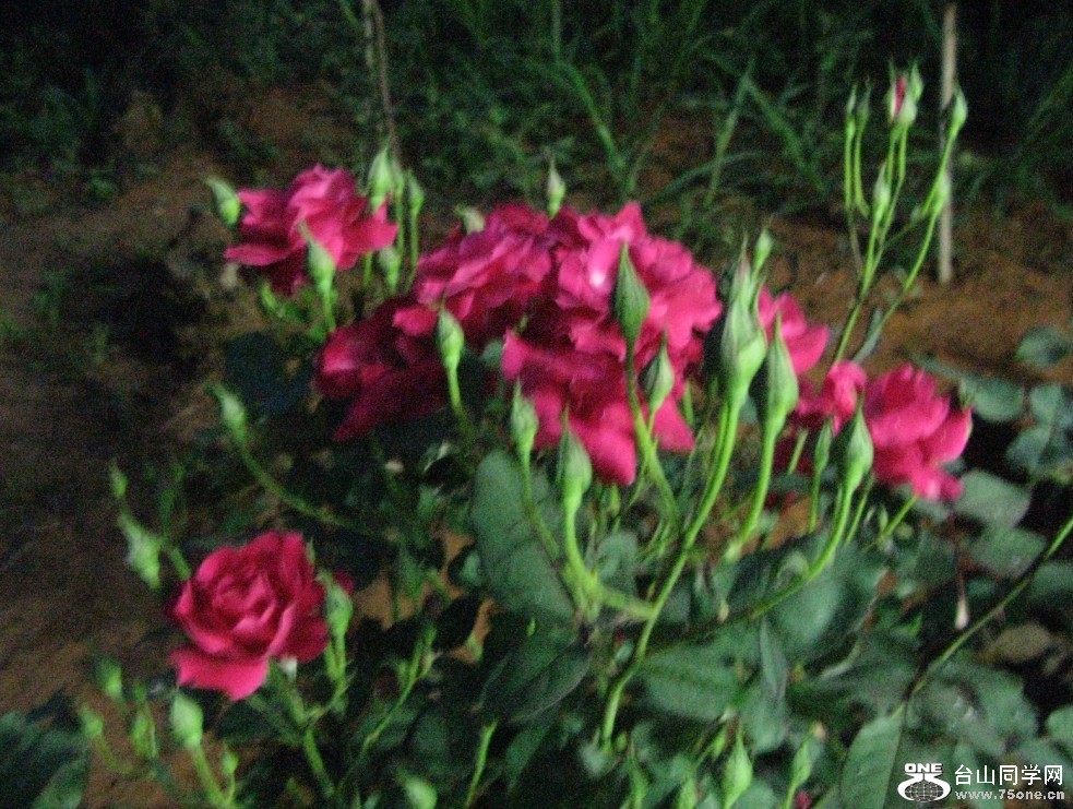 193.jpg