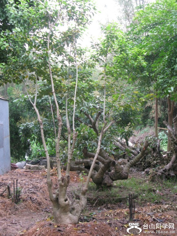 109.jpg