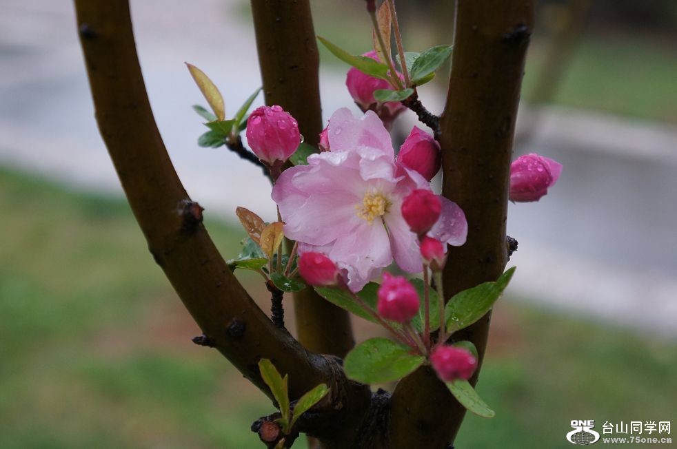 12.4.10ʳʪع԰ 010.jpg