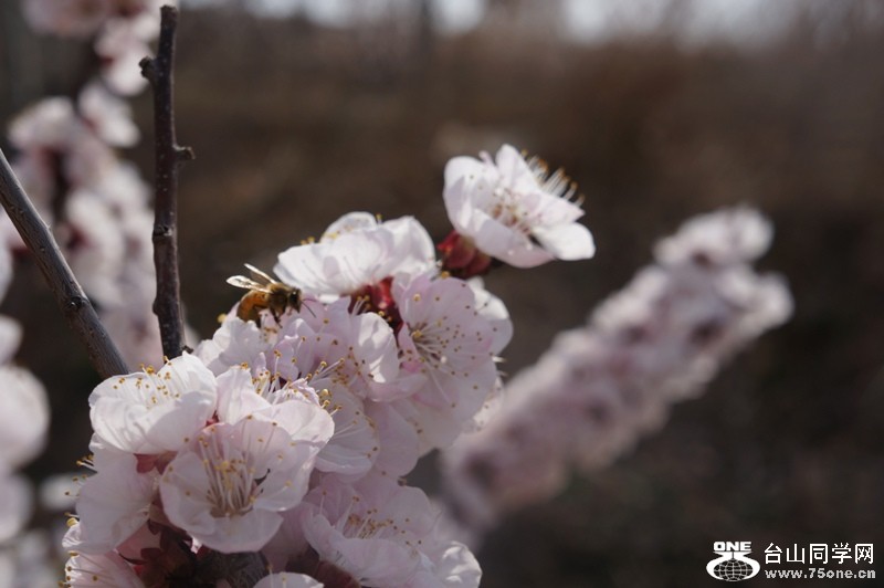 12.4.1ɽʳӻ 016.jpg-.jpg