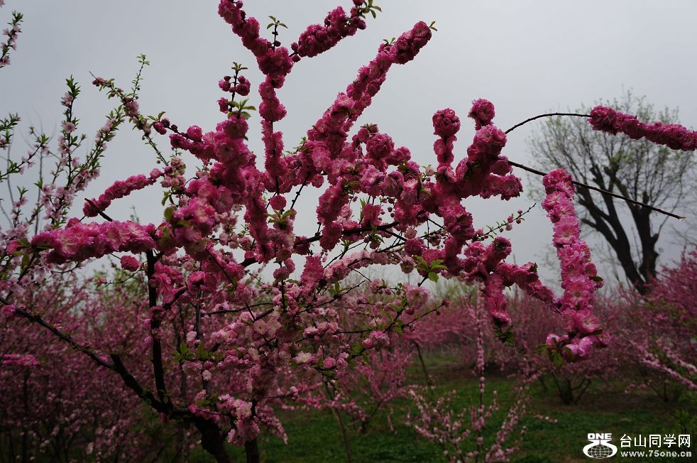 12.4.10ʳʪع԰ 063.jpg