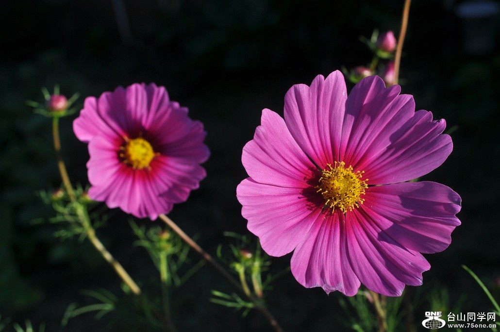 DSC_0111.JPG