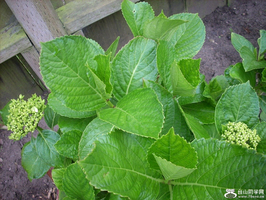 DSCN4481.JPG