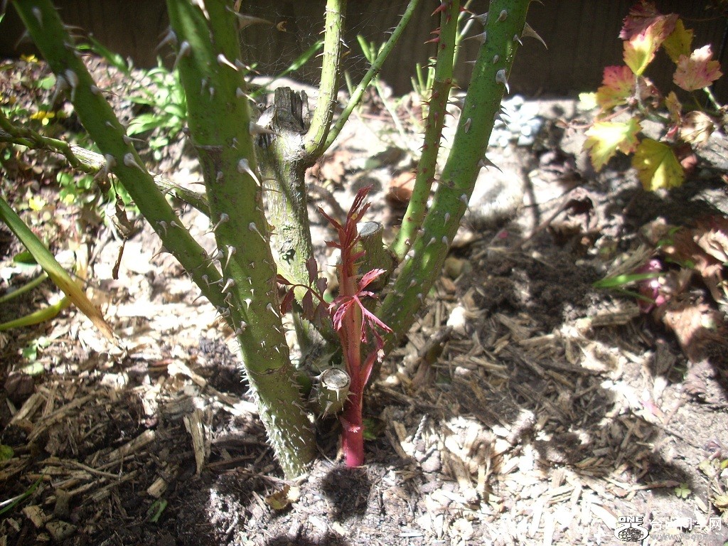 DSCN4531.JPG