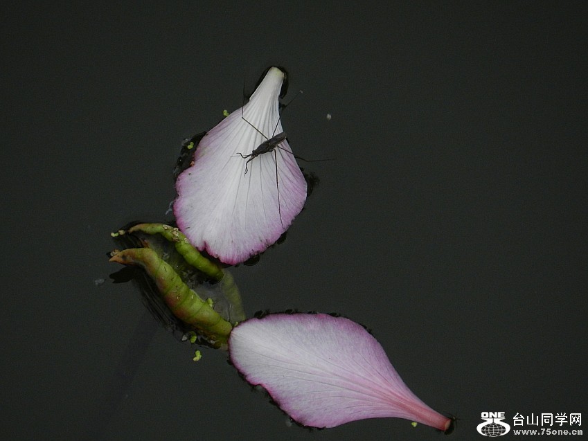 20120405԰ֺɻϾ 099_conew1.jpg