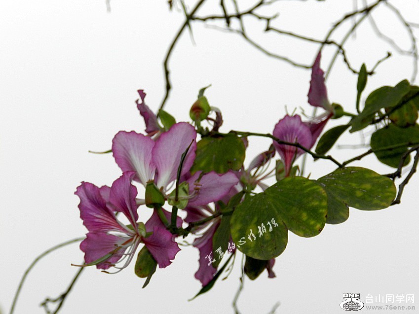 20120405԰ֺɻϾ 039_conew2.jpg