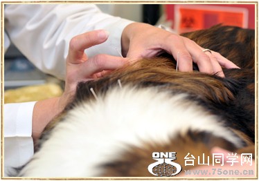 dog acupuncture.jpg