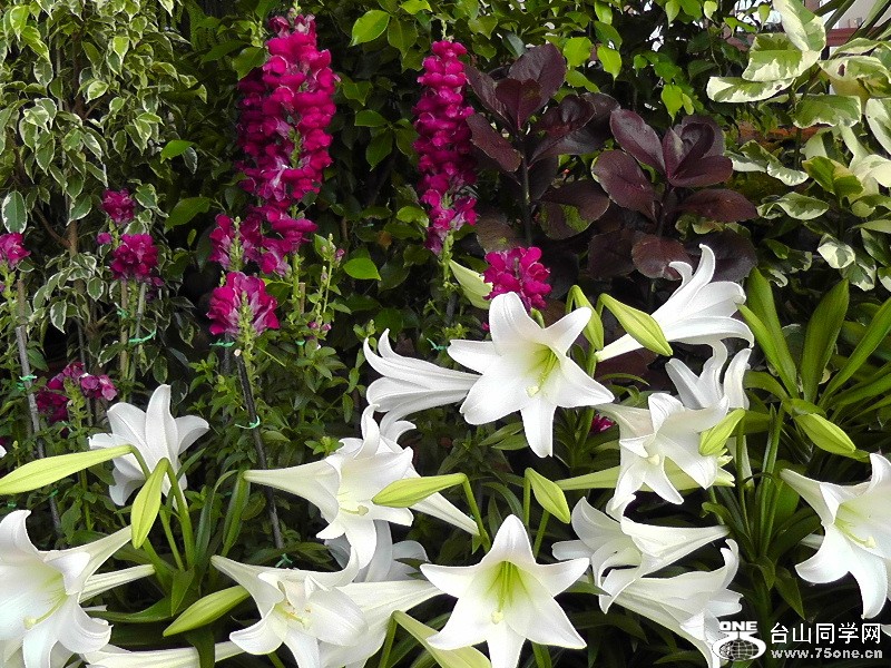 2012_040510046.JPG