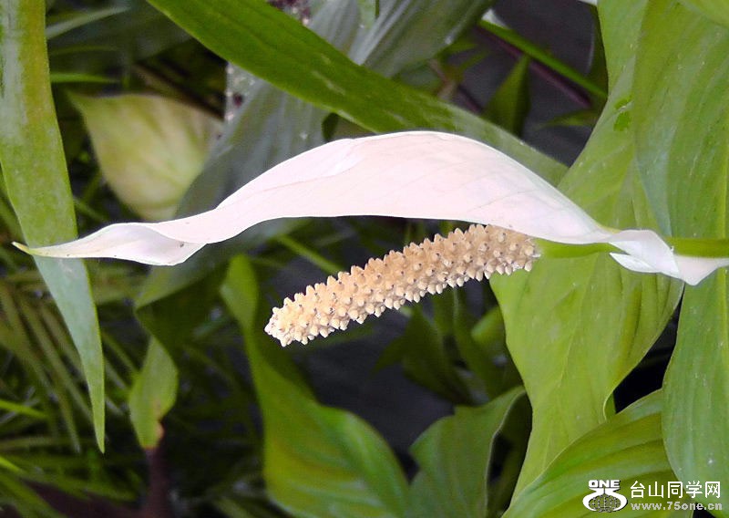 2012_040510059.JPG