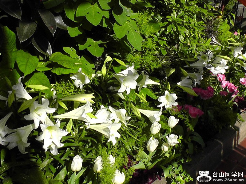 2012_040510039.JPG