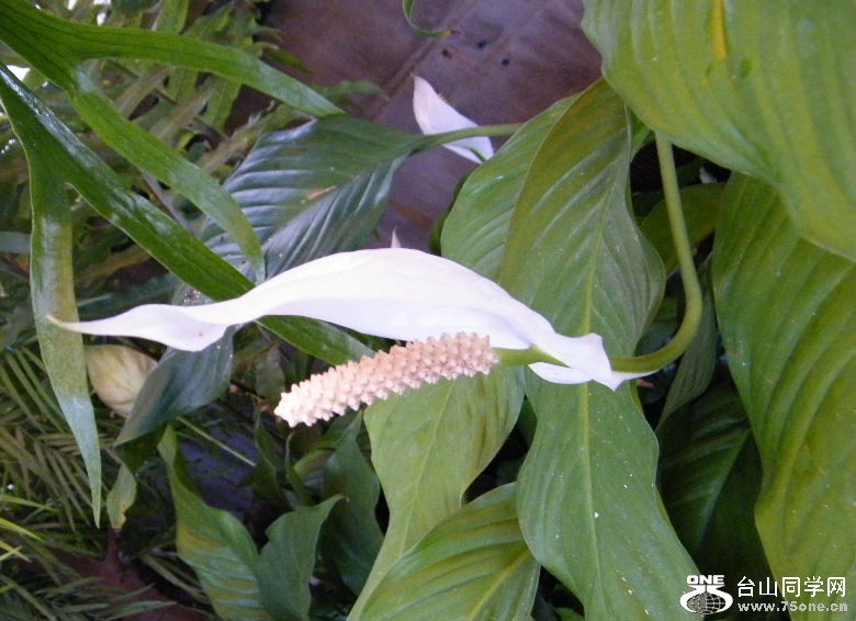 DSCF3131.JPG