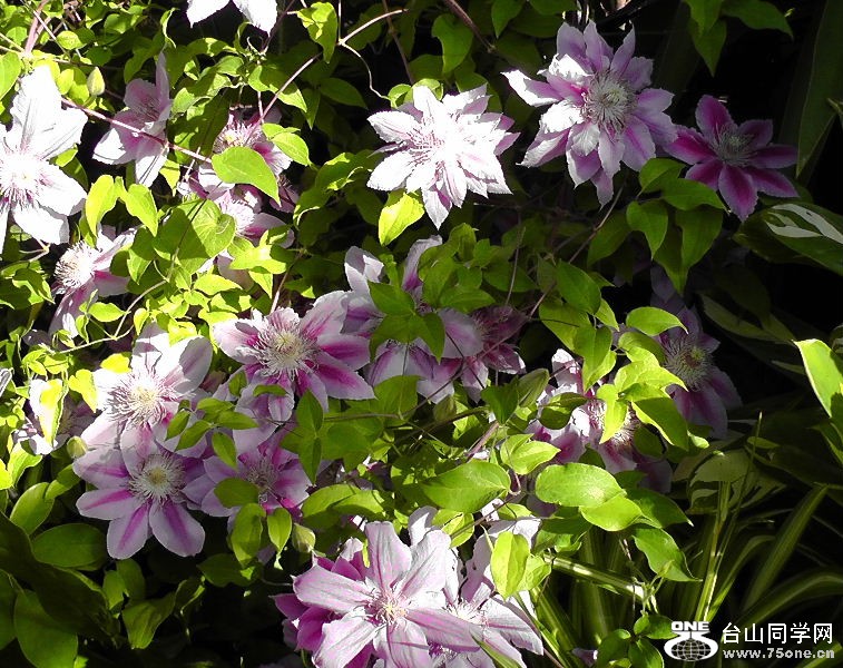 2012_040510044.JPG