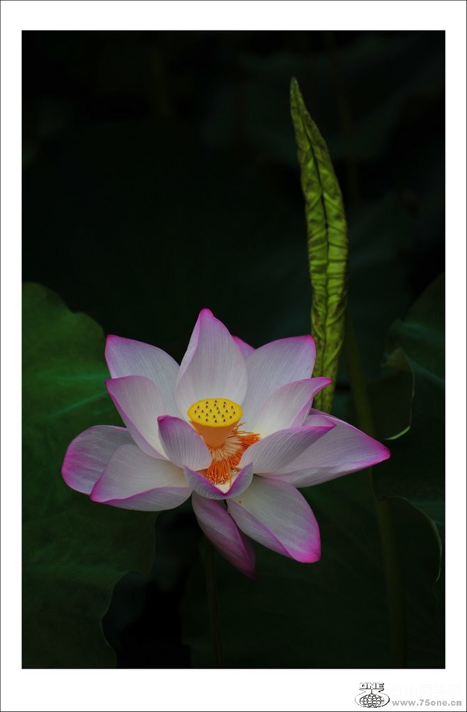 nEO_IMG_DSC_1530_conew1.jpg