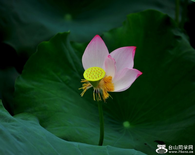 DSC_1130.jpg