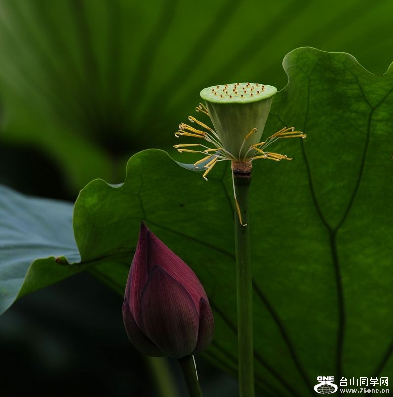 DSC_4537.JPG