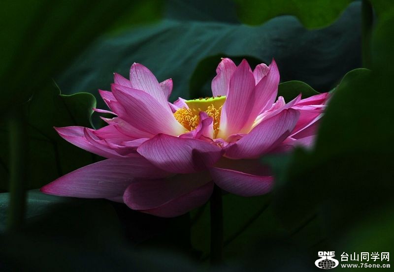 DSC_4568.JPG