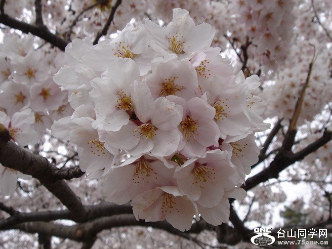 DSC08217.JPG