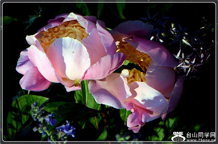 dsc_0136.jpg