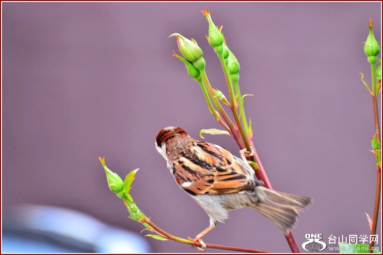 DSC_2348.jpg