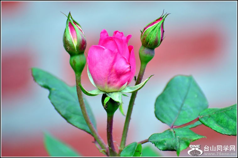DSC_2997.jpg