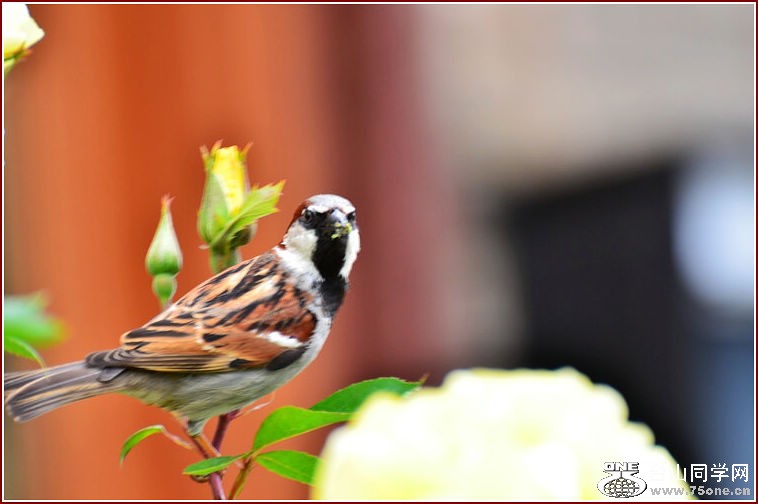 DSC_2350.jpg